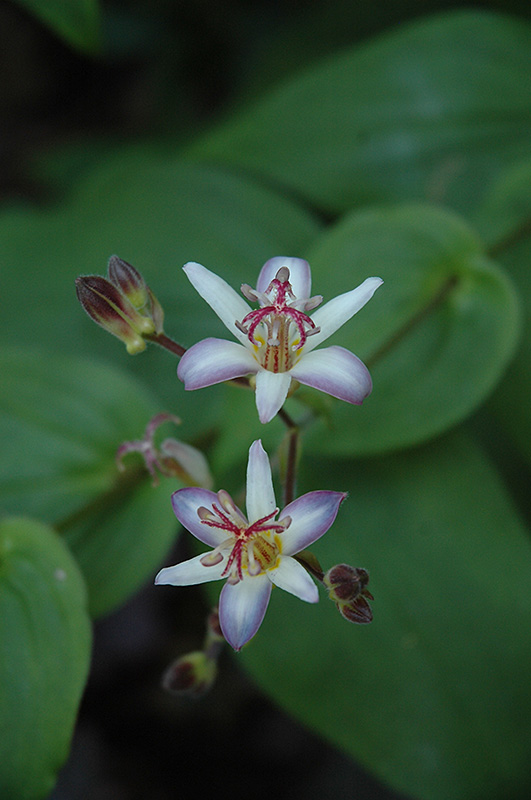 Tojen Toad Lily (Tricyrtis 'Tojen') at Ritchie Feed & Seed Inc.