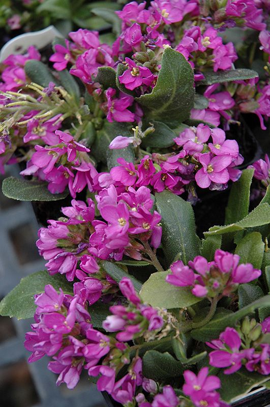 Spring Charm Rock Cress (Arabis 'Spring Charm') at Ritchie Feed & Seed Inc.