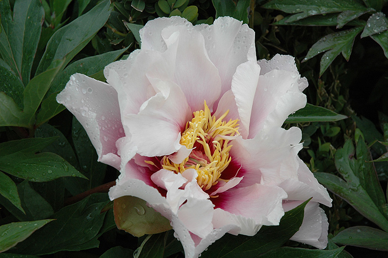 Cora Louise Peony (Paeonia 'Cora Louise') at Ritchie Feed & Seed Inc.