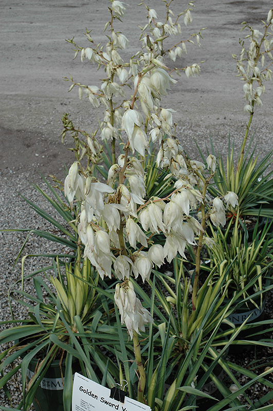 Golden Sword Adam's Needle (Yucca filamentosa 'Golden Sword') at Ritchie Feed & Seed Inc.