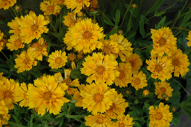 Jethro Tull Tickseed (Coreopsis 'Jethro Tull') at Ritchie Feed & Seed Inc.