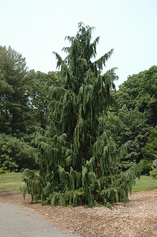 Blue Weeping Nootka Cypress (Chamaecyparis nootkatensis 'Glauca Pendula') at Ritchie Feed & Seed Inc.