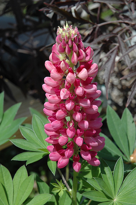 Gallery Red Lupine (Lupinus 'Gallery Red') at Ritchie Feed & Seed Inc.