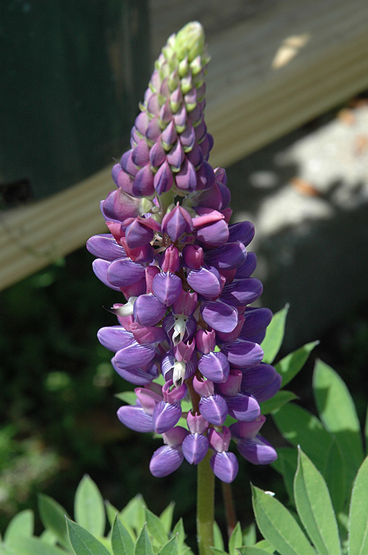 Gallery Blue Lupine (Lupinus 'Gallery Blue') at Ritchie Feed & Seed Inc.