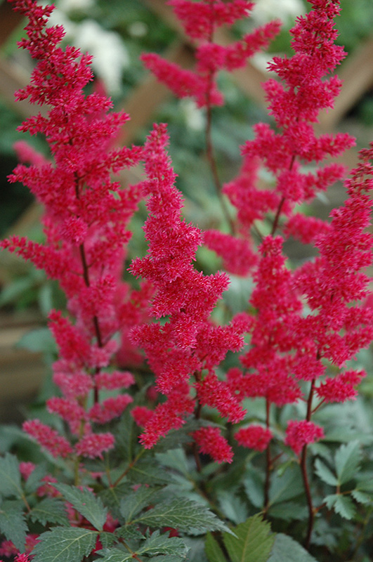 Fanal Astilbe (Astilbe x arendsii 'Fanal') at Ritchie Feed & Seed Inc.