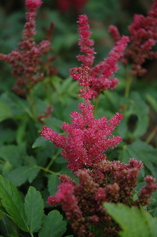 Fireberry Astilbe (Astilbe 'Fireberry') at Ritchie Feed & Seed Inc.