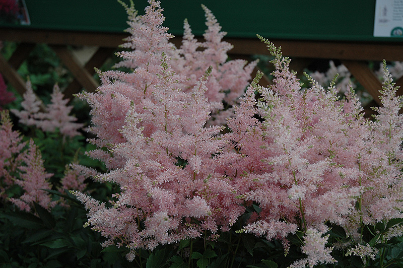 Younique Silvery Pink Astilbe (Astilbe 'Verssilverypink') at Ritchie Feed & Seed Inc.