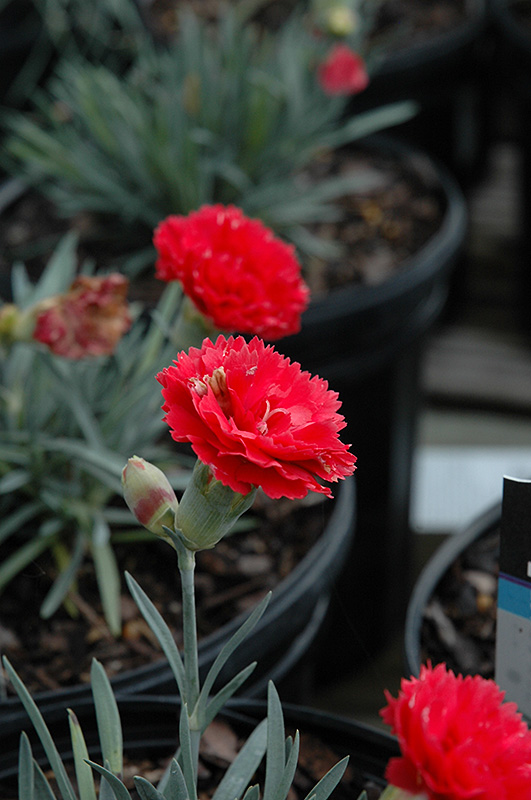 Early Bird Chili Pinks (Dianthus 'Wp10 Sab06') at Ritchie Feed & Seed Inc.