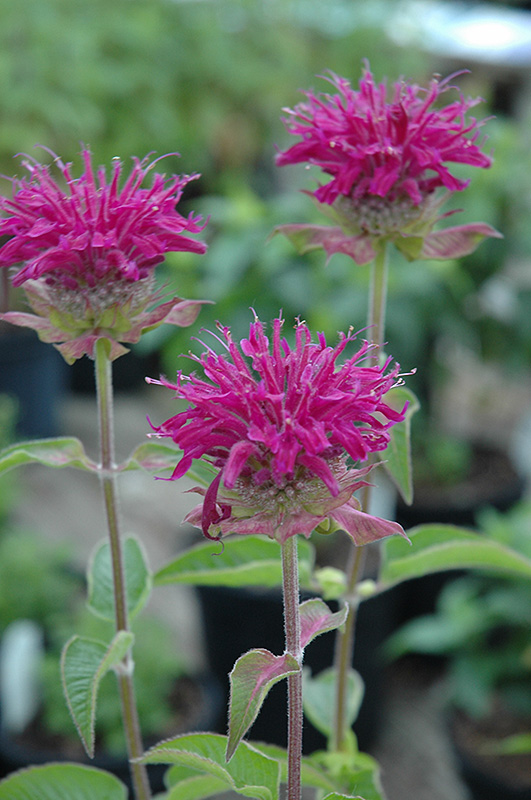 Purple Rooster Beebalm (Monarda 'Purple Rooster') at Ritchie Feed & Seed Inc.