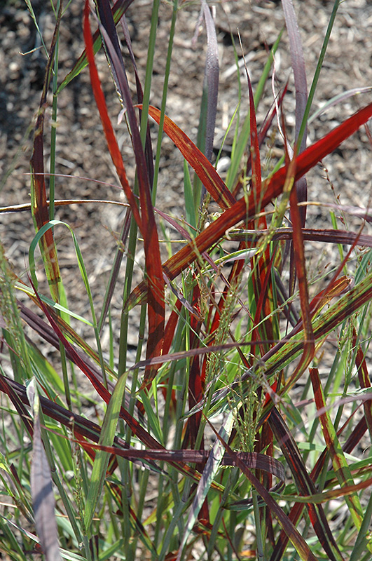 Ruby Ribbons Switch Grass (Panicum virgatum 'Ruby Ribbons') at Ritchie Feed & Seed Inc.