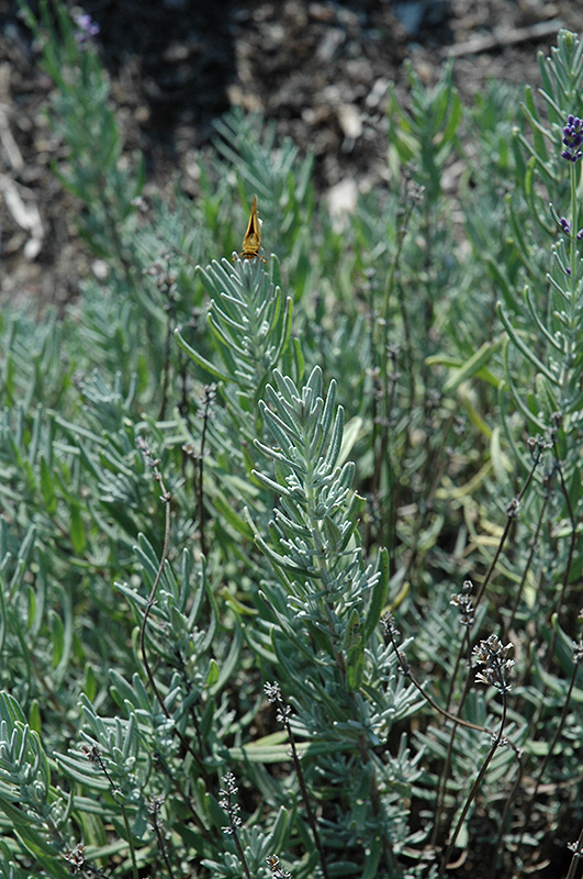 Jean Davis Lavender (Lavandula angustifolia 'Jean Davis') at Ritchie Feed & Seed Inc.