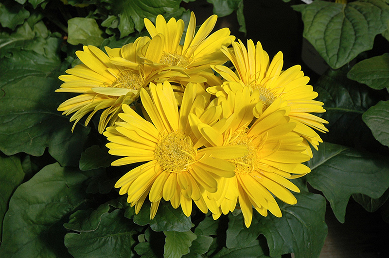 Yellow Gerbera Daisy (Gerbera 'Yellow') at Ritchie Feed & Seed Inc.
