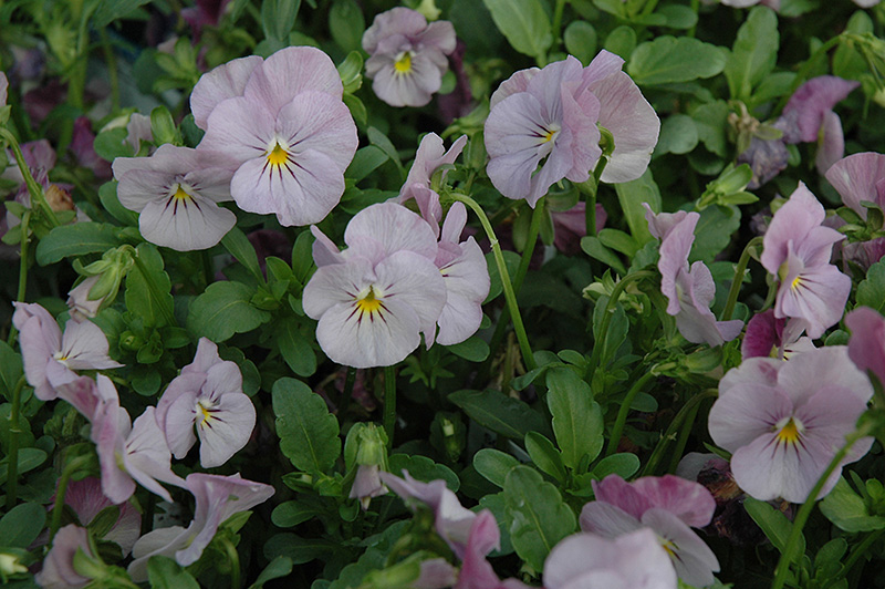 Sorbet Lilac Ice Pansy (Viola 'Sorbet Lilac Ice') at Ritchie Feed & Seed Inc.