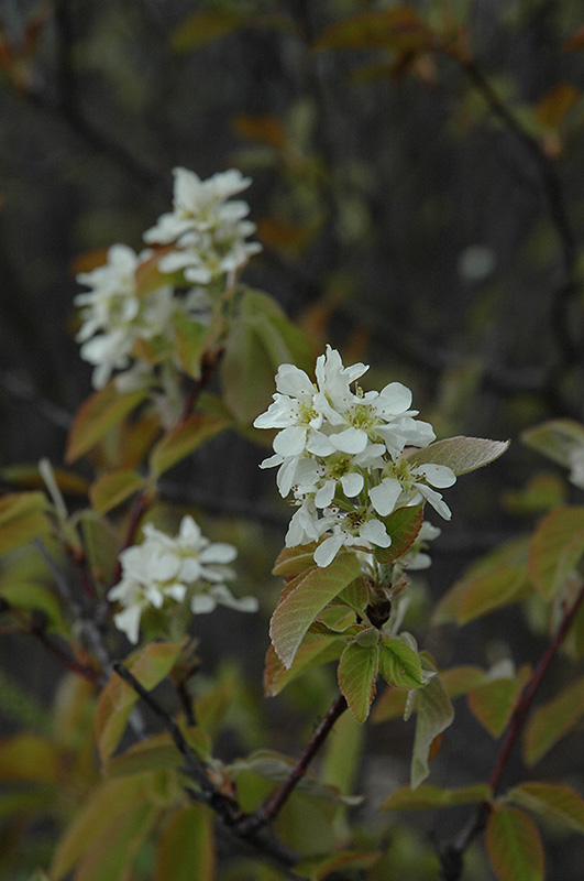 Saskatoon (Amelanchier alnifolia) at Ritchie Feed & Seed Inc.