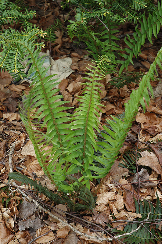 Deer Fern (Blechnum spicant) at Ritchie Feed & Seed Inc.