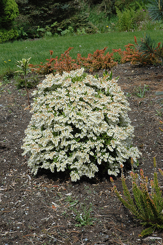 Prelude Japanese Pieris (Pieris japonica 'Prelude') at Ritchie Feed & Seed Inc.