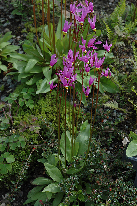 Shooting Star (Dodecatheon meadia) at Ritchie Feed & Seed Inc.