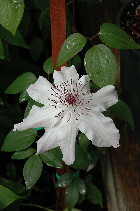 Eye Of The Storm Clematis (Clematis 'Vancouver Fragrant Star') at Ritchie Feed & Seed Inc.
