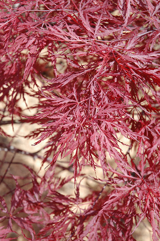Red Dragon Japanese Maple (Acer palmatum 'Red Dragon') at Ritchie Feed & Seed Inc.