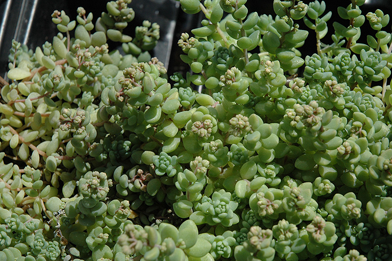 Corsican Stonecrop (Sedum dasyphyllum 'var. major') at Ritchie Feed & Seed Inc.