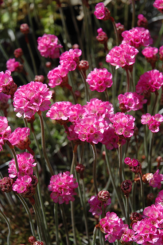 Red-leaved Sea Thrift (Armeria maritima 'Rubrifolia') at Ritchie Feed & Seed Inc.