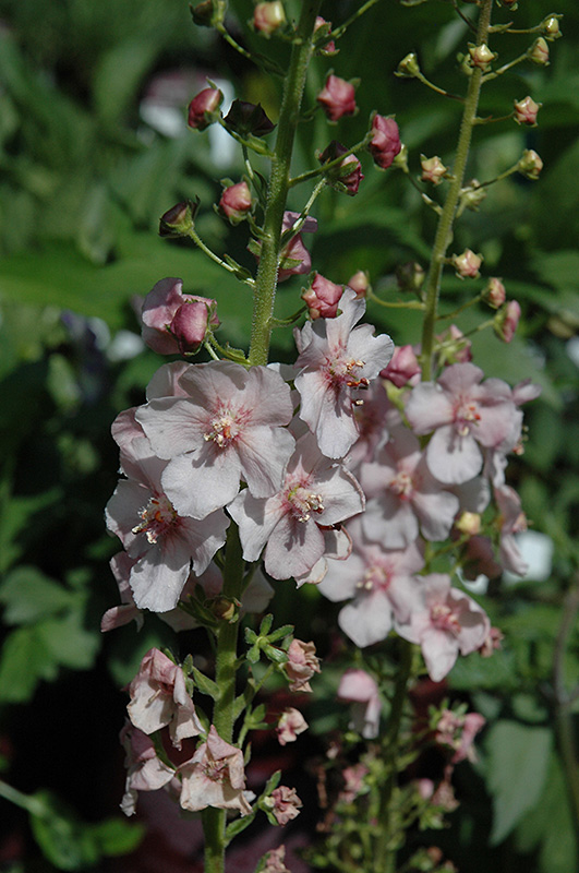 Jackie Mullein (Verbascum 'Jackie') at Ritchie Feed & Seed Inc.