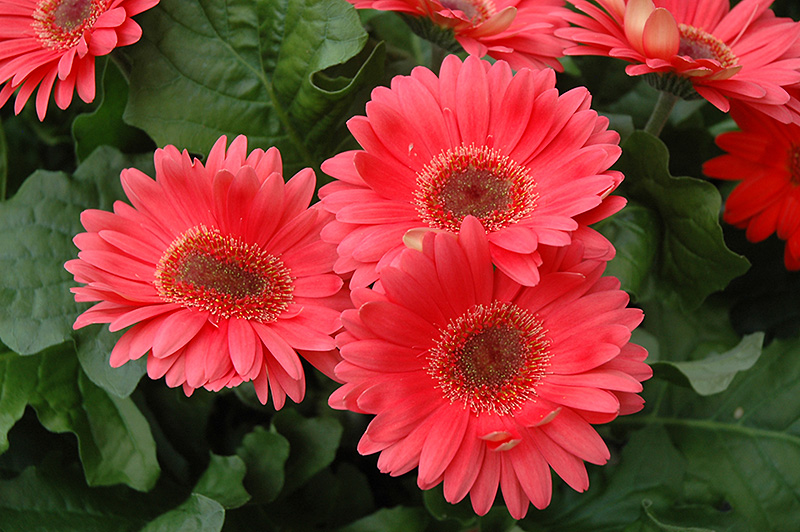 Coral Gerbera Daisy (Gerbera 'Coral') at Ritchie Feed & Seed Inc.