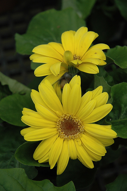Yellow Gerbera Daisy (Gerbera 'Yellow') at Ritchie Feed & Seed Inc.