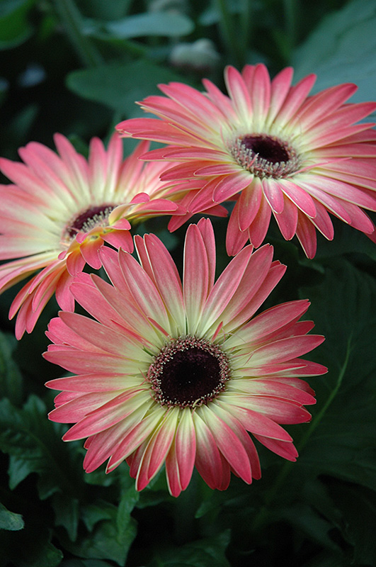 Pink and Yellow Gerbera Daisy (Gerbera 'Pink and Yellow') at Ritchie Feed & Seed Inc.
