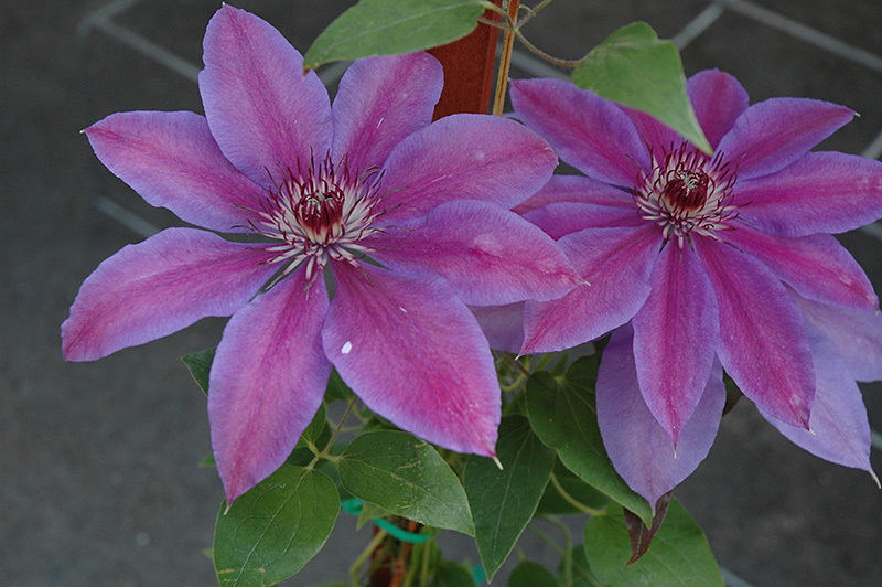 Vancouver Starry Nights Clematis (Clematis 'Vancouver Starry Nights') at Ritchie Feed & Seed Inc.