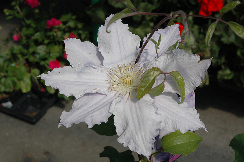 Vancouver Morning Mist Clematis (Clematis 'Vancouver Morning Mist') at Ritchie Feed & Seed Inc.