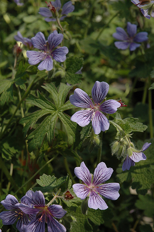Brookside Cranesbill (Geranium 'Brookside') at Ritchie Feed & Seed Inc.