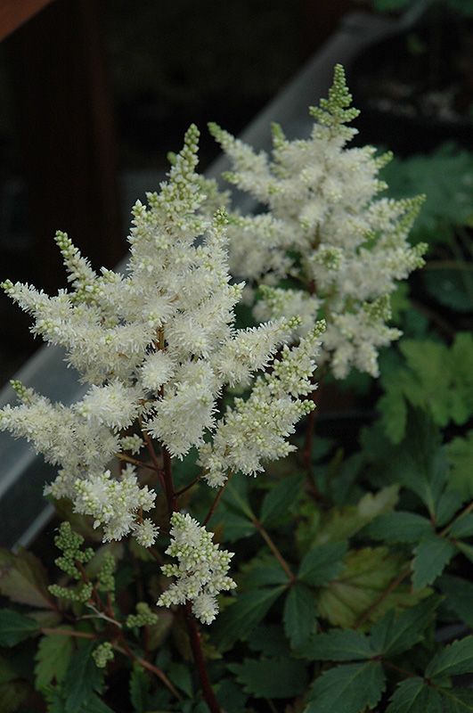 Younique White Astilbe (Astilbe 'Verswhite') at Ritchie Feed & Seed Inc.