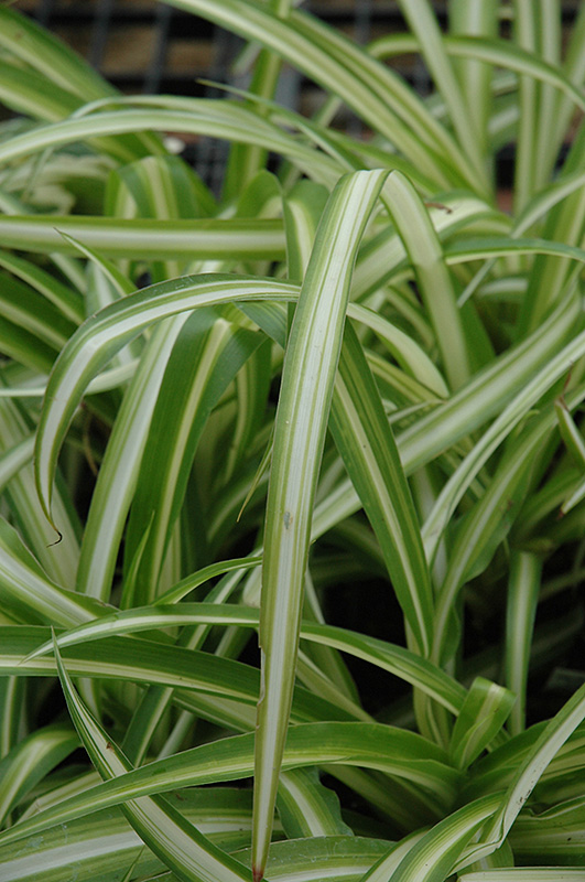 Spider Plant (Chlorophytum comosum) at Ritchie Feed & Seed Inc.