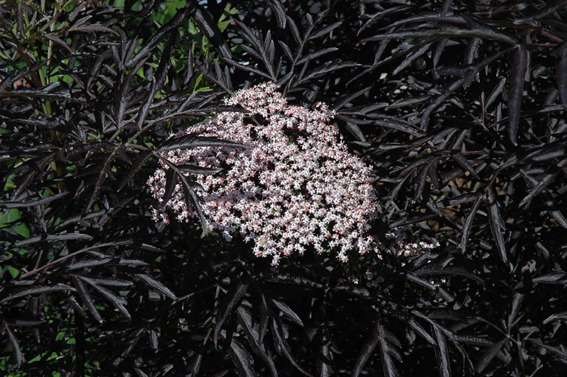 Black Lace Elder (Sambucus nigra 'Eva') at Ritchie Feed & Seed Inc.