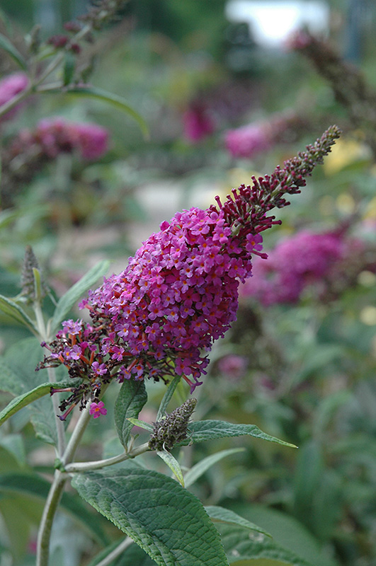 Miss Ruby Butterfly Bush (Buddleia davidii 'Miss Ruby') at Ritchie Feed & Seed Inc.