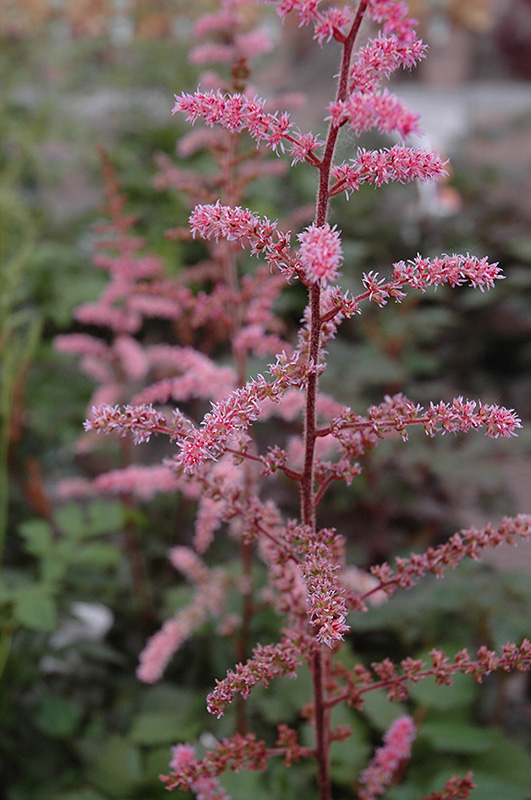 Color Flash Astilbe (Astilbe x arendsii 'Color Flash') at Ritchie Feed & Seed Inc.