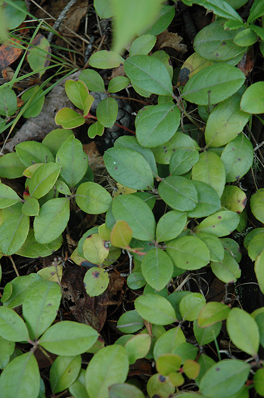 Creeping Wintergreen (Gaultheria procumbens) at Ritchie Feed & Seed Inc.