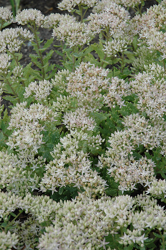 Thundercloud Stonecrop (Sedum 'Thundercloud') at Ritchie Feed & Seed Inc.