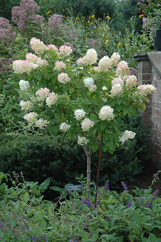 Limelight Hydrangea (tree form) (Hydrangea paniculata 'Limelight (tree form)') at Ritchie Feed & Seed Inc.