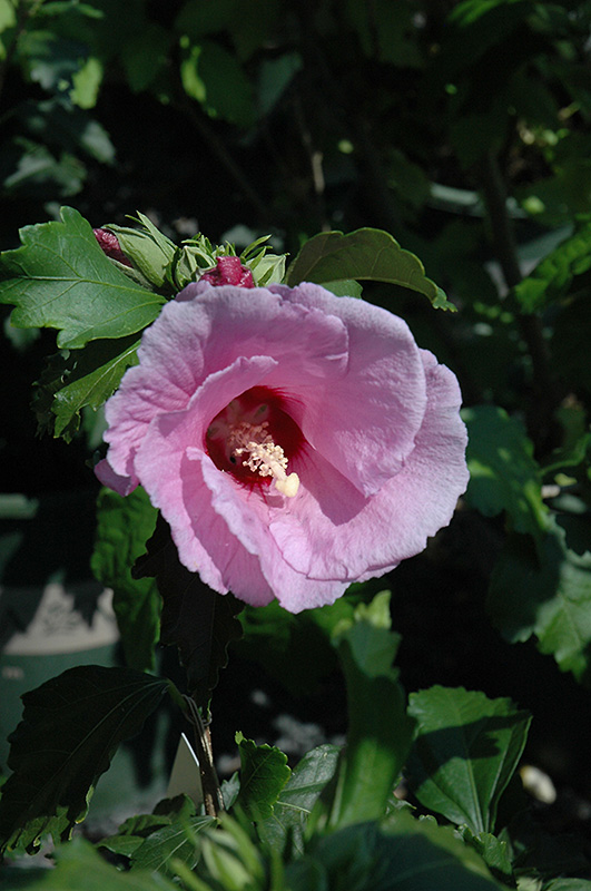 Minerva Rose of Sharon (Hibiscus syriacus 'Minerva') at Ritchie Feed & Seed Inc.