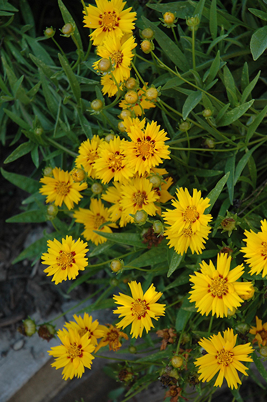 Sunfire Tickseed (Coreopsis grandiflora 'Sunfire') at Ritchie Feed & Seed Inc.