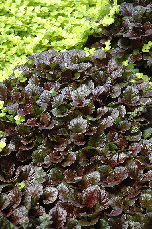 Black Scallop Bugleweed (Ajuga reptans 'Black Scallop') at Ritchie Feed & Seed Inc.