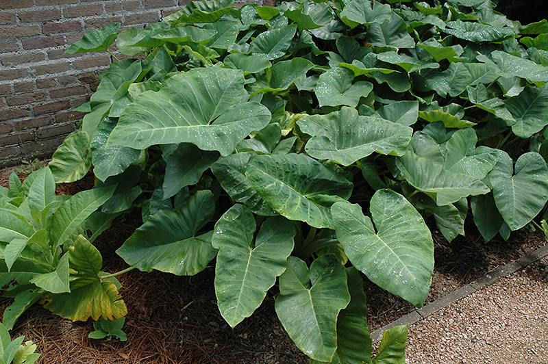 Elephant's Ear (Caladium colocasia) at Ritchie Feed & Seed Inc.