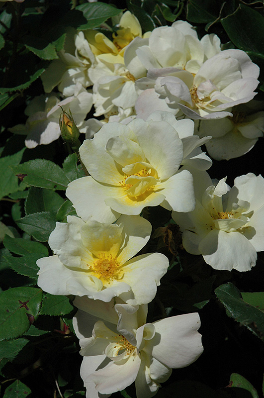 Sunny Knock Out Rose (Rosa 'Radsunny') at Ritchie Feed & Seed Inc.