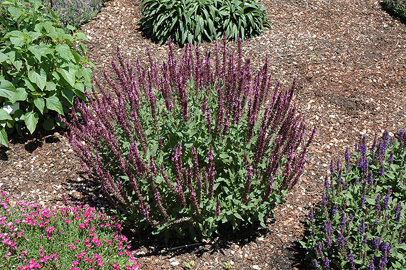 New Dimension Rose Meadow Sage (Salvia nemorosa 'New Dimension Rose') at Ritchie Feed & Seed Inc.