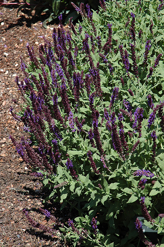 Burgundy Candles Meadow Sage (Salvia nemorosa 'Burgundy Candles') at Ritchie Feed & Seed Inc.