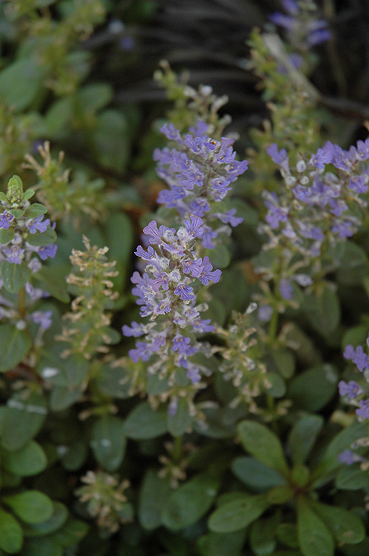 Mint Chip Bugleweed (Ajuga 'Mint Chip') at Ritchie Feed & Seed Inc.
