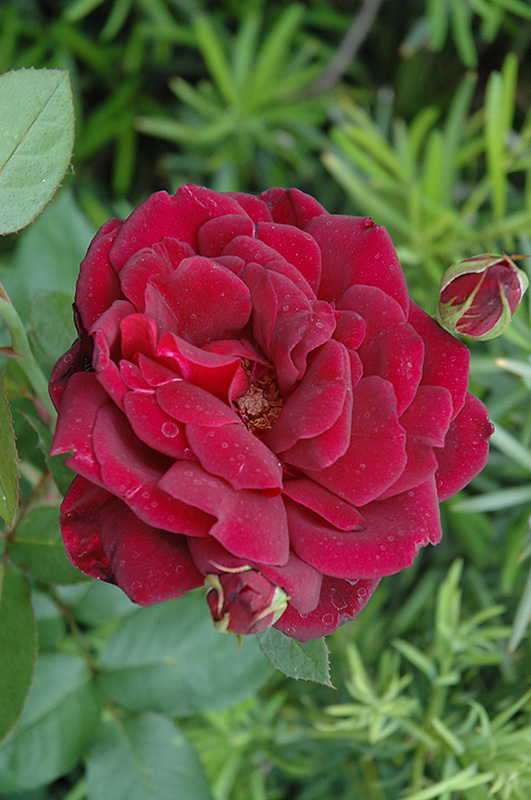 Oklahoma Rose (Rosa 'Oklahoma') at Ritchie Feed & Seed Inc.