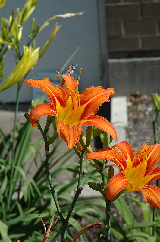 Orange Daylily (Hemerocallis fulva) at Ritchie Feed & Seed Inc.